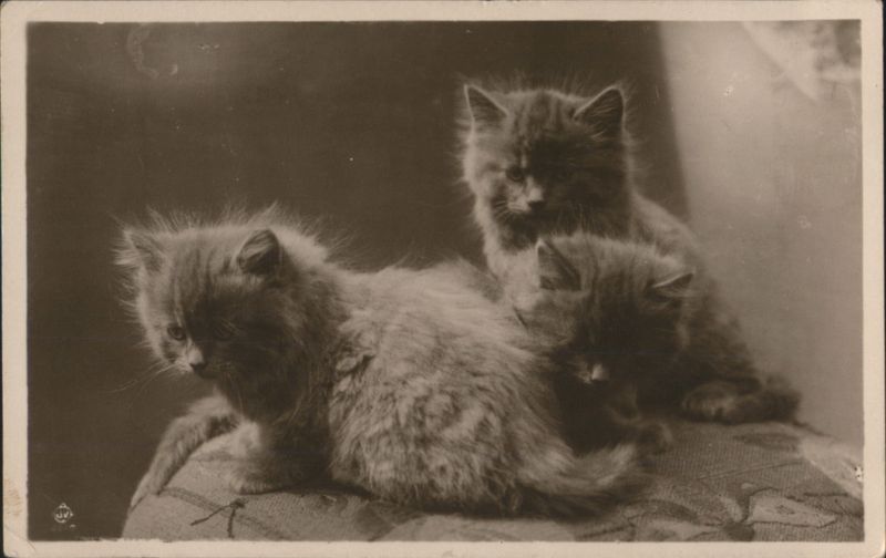 Three Fluffy Kittens Cats