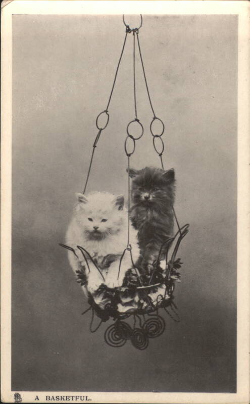 Two Fluffy Kittens in Hanging Basket - A Basketful