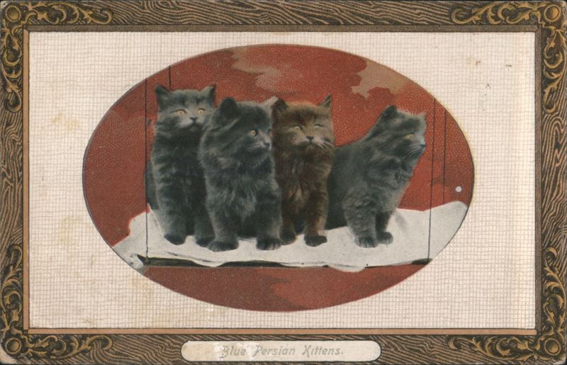 Four Blue Persian Kittens Cats