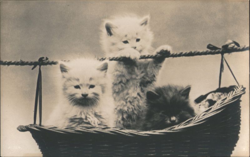 Three Fluffy Kittens in Hanging Basket Cats