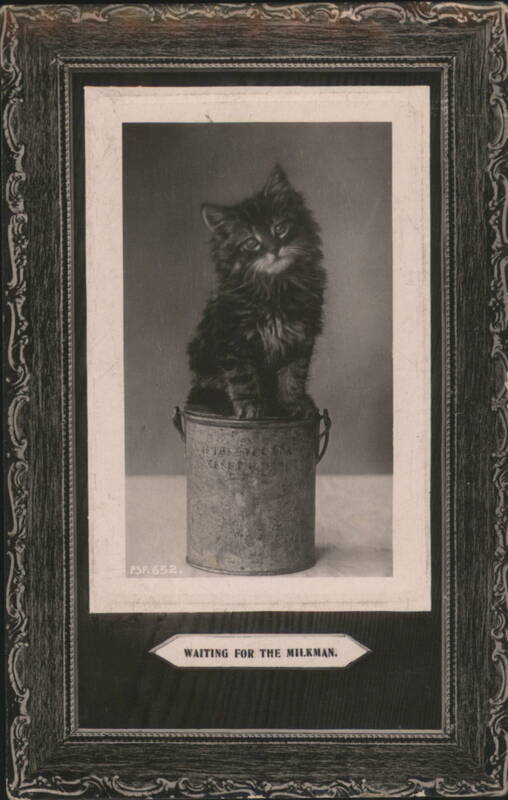 Fluffy Kitten in a Bucket Waiting for the Milkman Cats