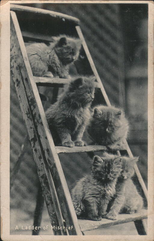 Kittens on a Ladder of Mischief Cats