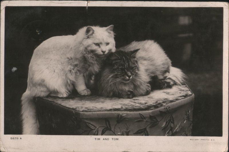 Tim and Tom, Two Cats on a Patterned Stool