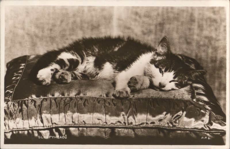 Sleepyhead Tabby Cat Napping on a Ruffled Pillow R.P.G.
