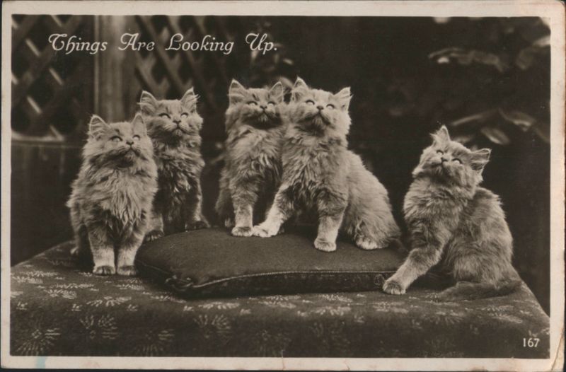 Things Are Looking Up Kittens Cats