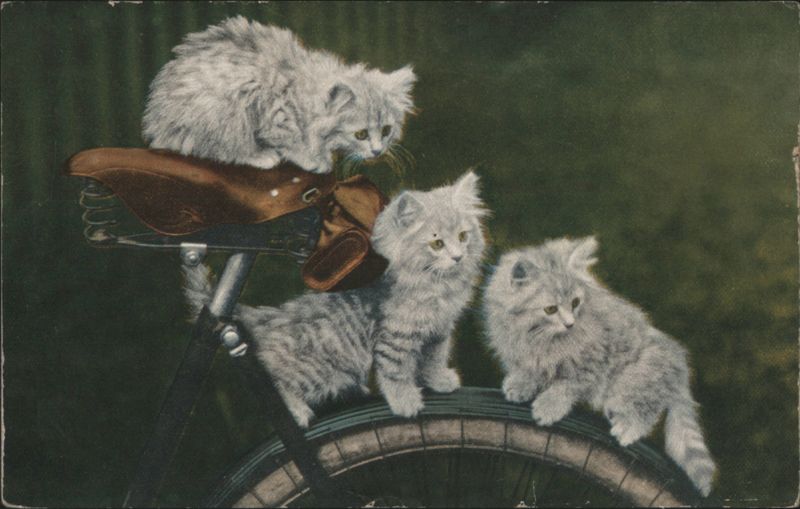 Three Fluffy Kittens on a Bicycle Cats