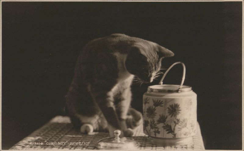 Cat Looking into Decorative Jar, 'Curiosity' Cats