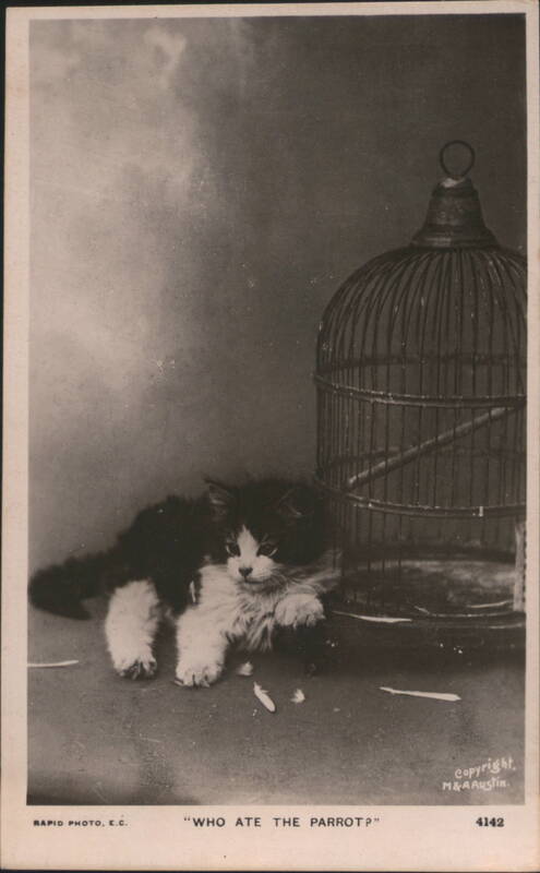 Kitten and Empty Birdcage with 'WHO ATE THE PARROT?' caption