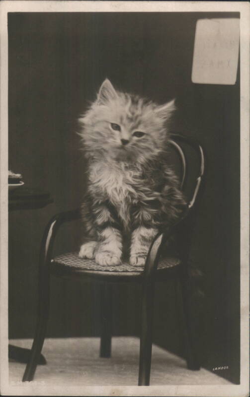Fluffy Kitten Sitting on a Small Chair LANDOR Cats