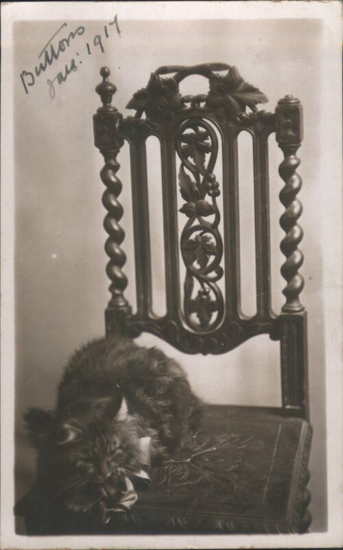 Fluffy Cat 'Buttons' on Carved Chair with Bow, January 1917
