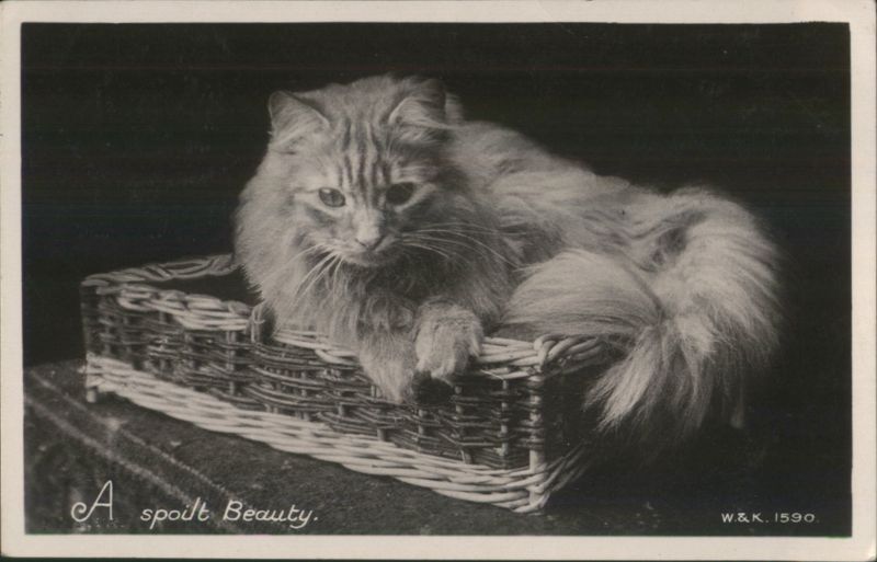 Fluffy Cat in Wicker Basket - A Spoilt Beauty Cats