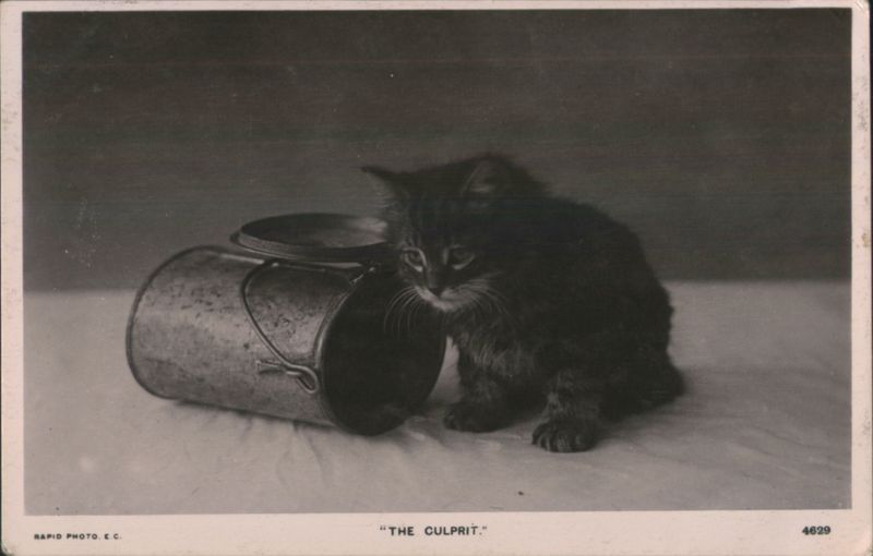 Fluffy Black Kitten with Overturned Pail - The Culprit