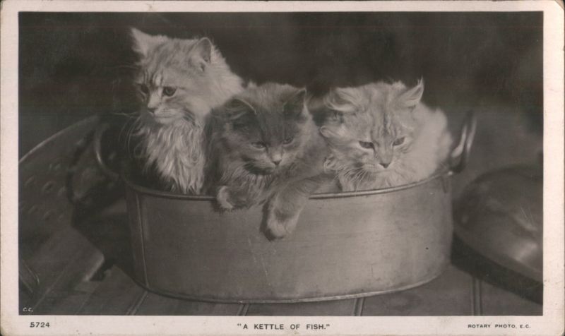 A Kettle of Fish - Three Fluffy Cats in a Metal Kettle