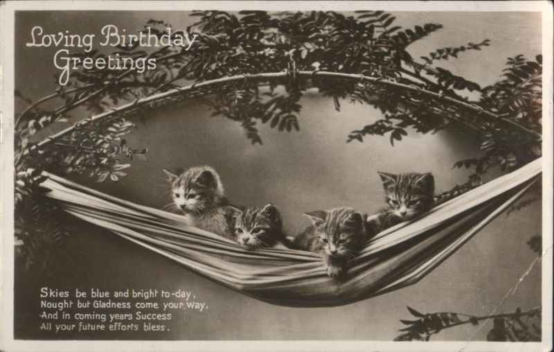 Loving Birthday Greetings with Four Kittens in a Hammock