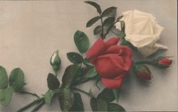Red and White Roses with Buds and Green Leaves Postcard