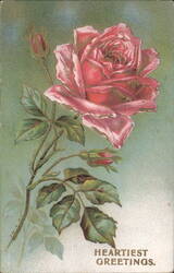 Heartiest Greetings Pink Rose with Buds and Green Leaves Postcard