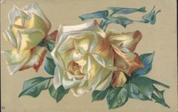 Two Cream and Pink Roses with Green Leaves Postcard