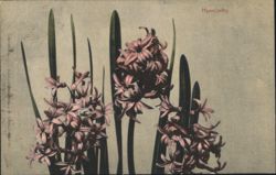 Hyacinths Flowers Postcard