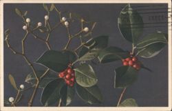 Mistletoe and Holly with Berries, Christmas Greeting Postcard