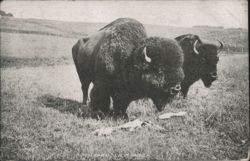 American Bison 'The Adam and Eve of America' in Grassy Field Postcard