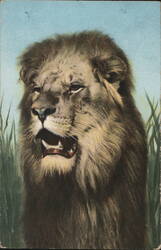 Illustrated Lion Portrait with Open Mouth and Mane Postcard