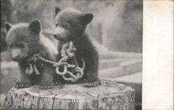 Two Bear Cubs on Tree Stump with Rope, 'OF THE FIRST FAMILIES' Postcard