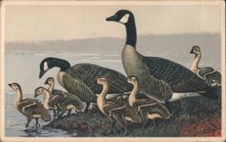 Canada Geese Family with Goslings by Lynn Bogue Hunt Postcard