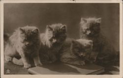 Four Fluffy Kittens, One Resting on a Book Postcard