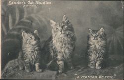 Landor's Cat Studies: A Mother of Two with Her Kittens Postcard