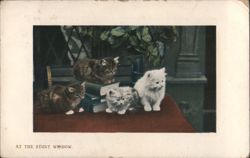 Four Kittens at the Study Window with Books Postcard
