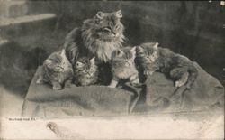 Mother Cat and Five Kittens 'Waiting for Pa' Postcard
