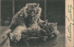 Fluffy Mother Cat and Four Kittens, Birthday Greetings Postcard
