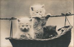 Three Fluffy Kittens in Hanging Basket Postcard