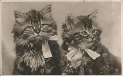 Two Fluffy Kittens with White Bows Postcard