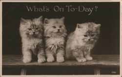 Three Fluffy Kittens with 'What's On To-Day?' Text Postcard