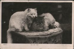 Tim and Tom, Two Cats on a Patterned Stool Postcard