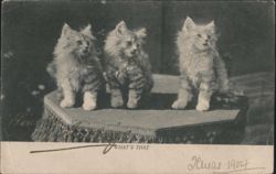 Three Fluffy Kittens "What's That" 1904 Postcard