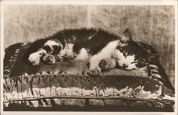 Sleepyhead Tabby Cat Napping on a Ruffled Pillow Postcard