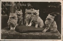 "Things Are Looking Up" Kittens Postcard