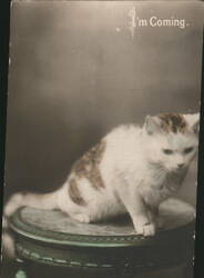 White Cat with Brown Patches Sitting on Table, 'I'm Coming' Postcard