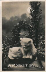 A Moonlit Idyll with Fluffy Kittens Postcard