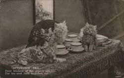 Four Fluffy Kittens at Afternoon Tea Postcard
