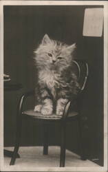 Fluffy Kitten Sitting on a Small Chair Postcard