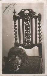 Fluffy Cat 'Buttons' on Carved Chair with Bow, January 1917 Postcard