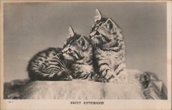 Two Tabby Kittens, Sweet Kittenhood Postcard