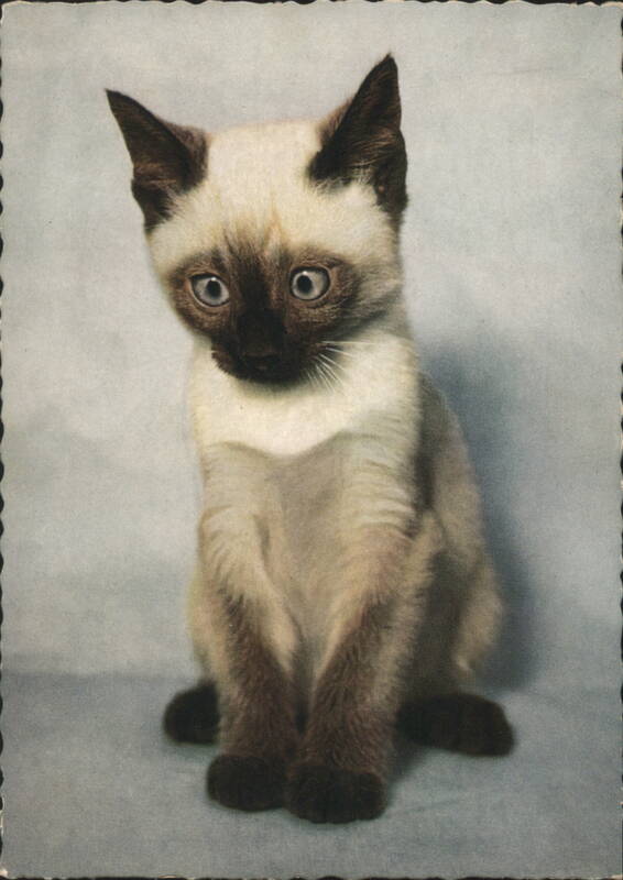 Siamese Kitten with Blue Eyes W. Ogan Cats