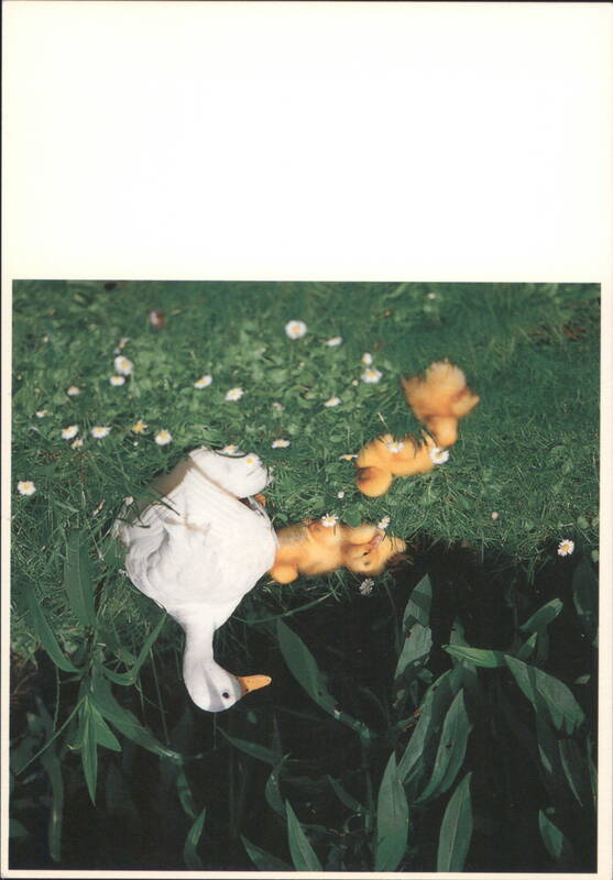 White Goose & Yellow Ducklings on Green Grass Jaap De Jong