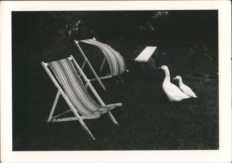 Striped Deck Chairs and Two White Geese on Grass Philippe Salaün