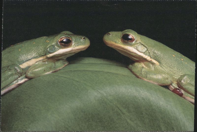 Green Tree Frogs Atchafalaya Swamp Louisiana John Eastcott/ Yva Momatiuk