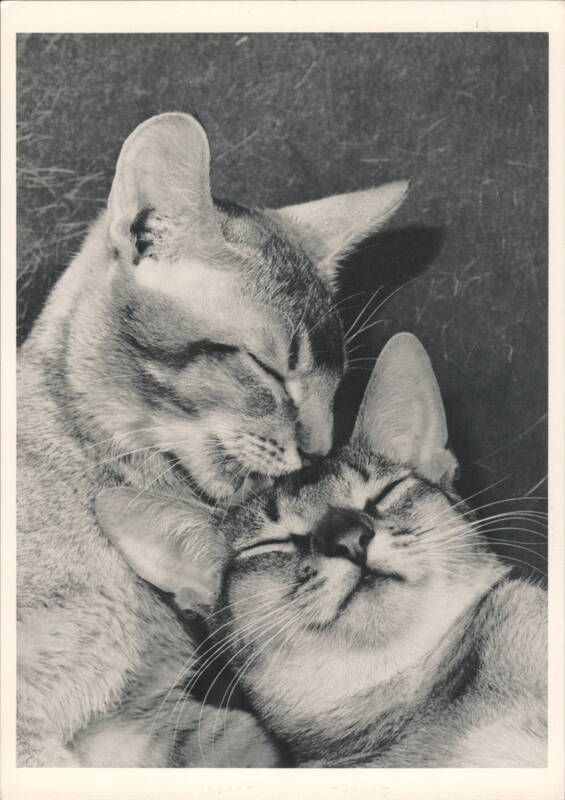 KITTIES: Two Cats Nuzzling